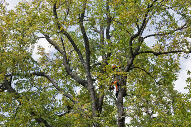 How Our Tree Care Process Works  in  Marquette, MI